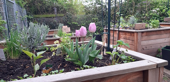 Die Hochbeete aus Holz sind mit Tulpen bepflanz, die gerade blühen.