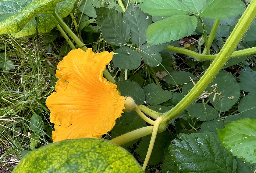 Kürbesblüte