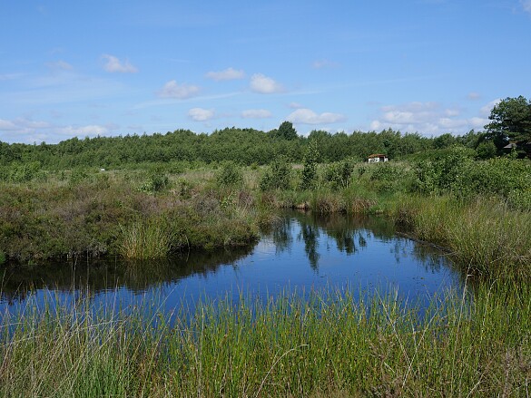 Ein Blick auf das Moor mit viel Wasser und Pflanzen drum herum