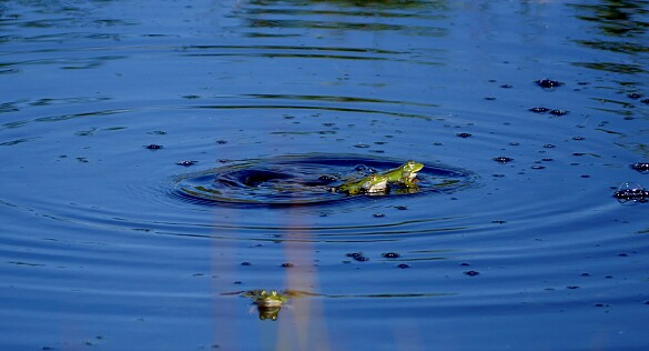 Zwei Frösche im Moor.