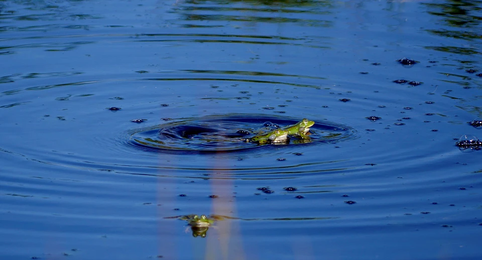2 gr&uuml;ne Fr&ouml;sche sitzen aufeinander. Sie schwimmen im Moorwasser, welches blau schimmert, obwohl es in Wirklichkeit eher schwarz aussieht.