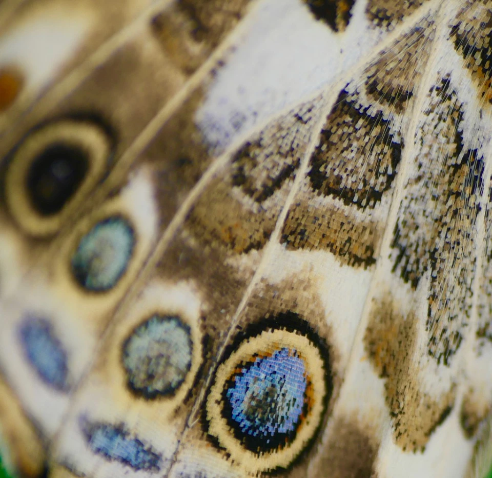 eine Schmetterling