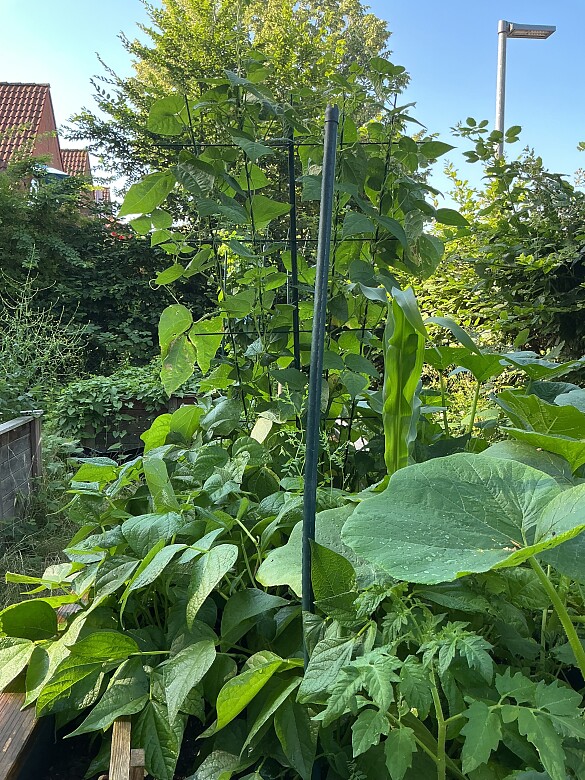 große Pflanzen auf dem Hochbeet