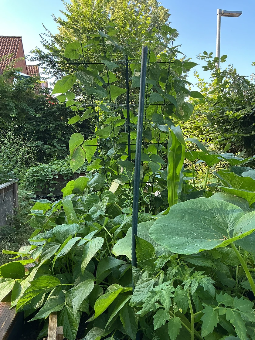große Pflanzen auf dem Hochbeet